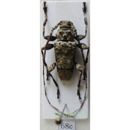 Oreodera glauca (Linnaeus, 1758) male Peru68c